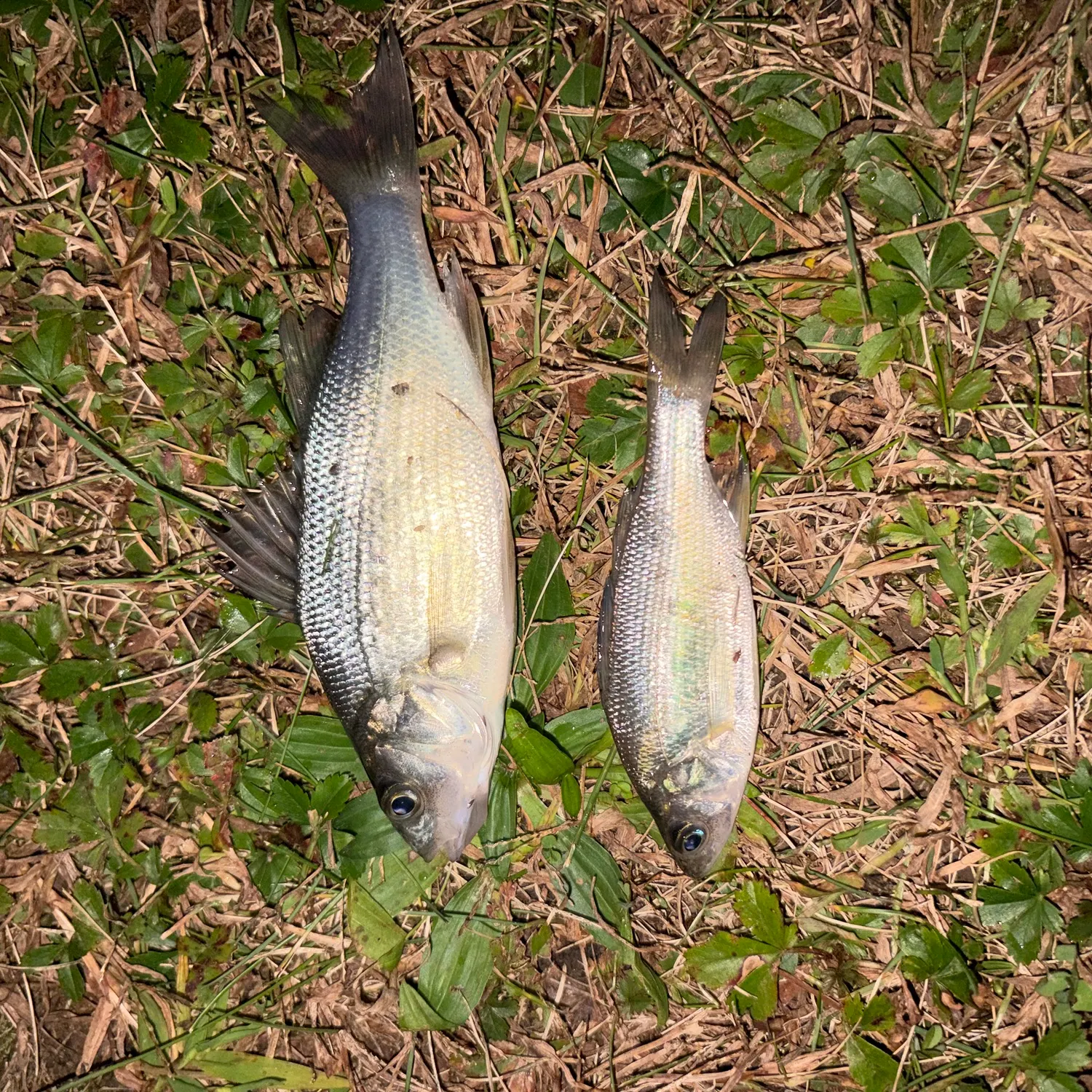 White perch caught on Fishbrain