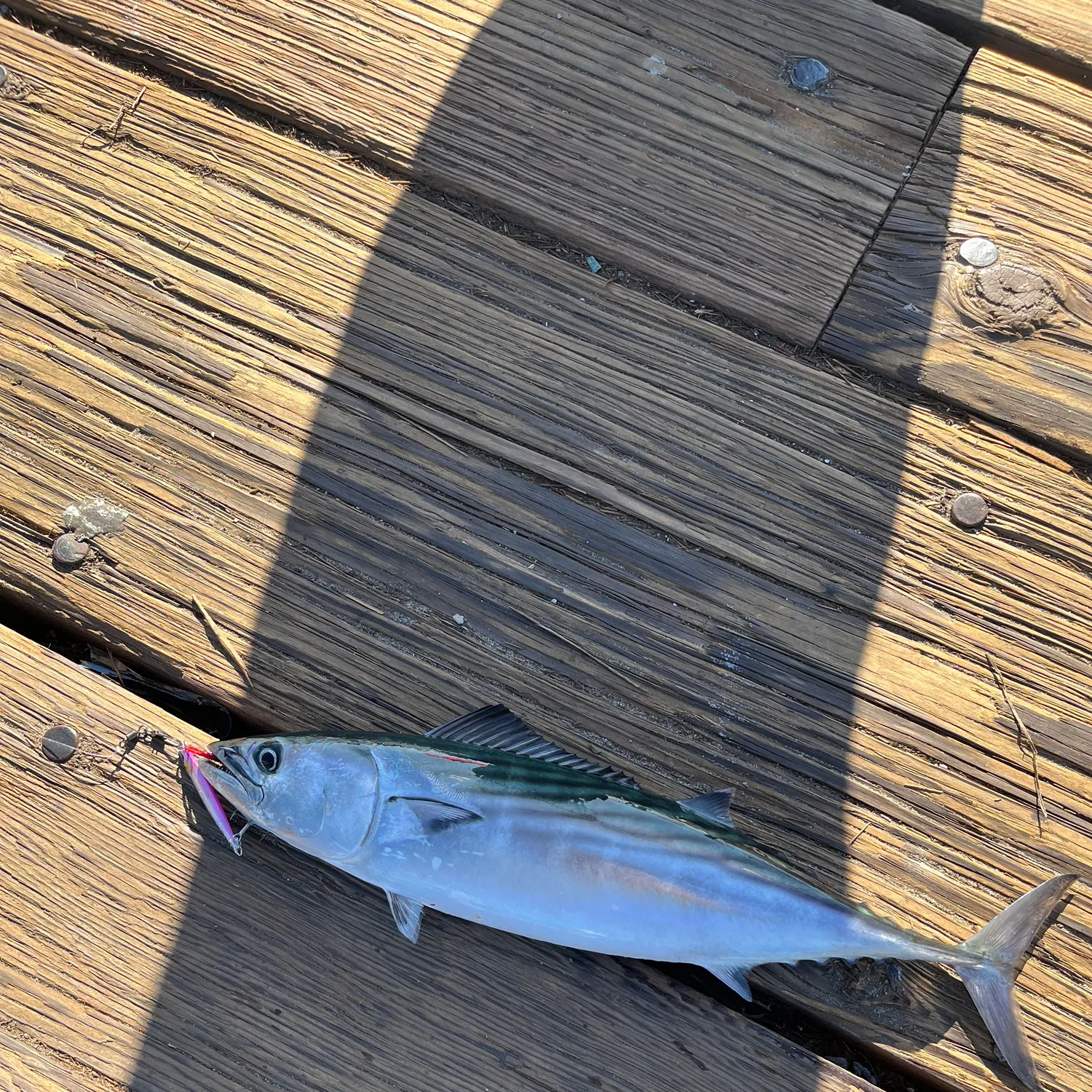Pacific bonito caught on Fishbrain