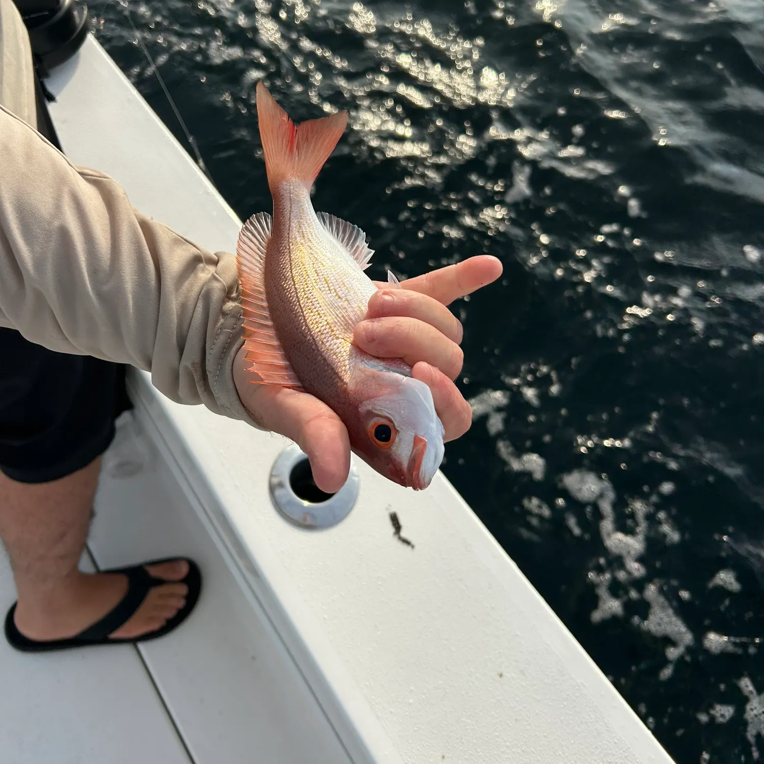 The most recent Vermilion snapper catches on Fishbrain