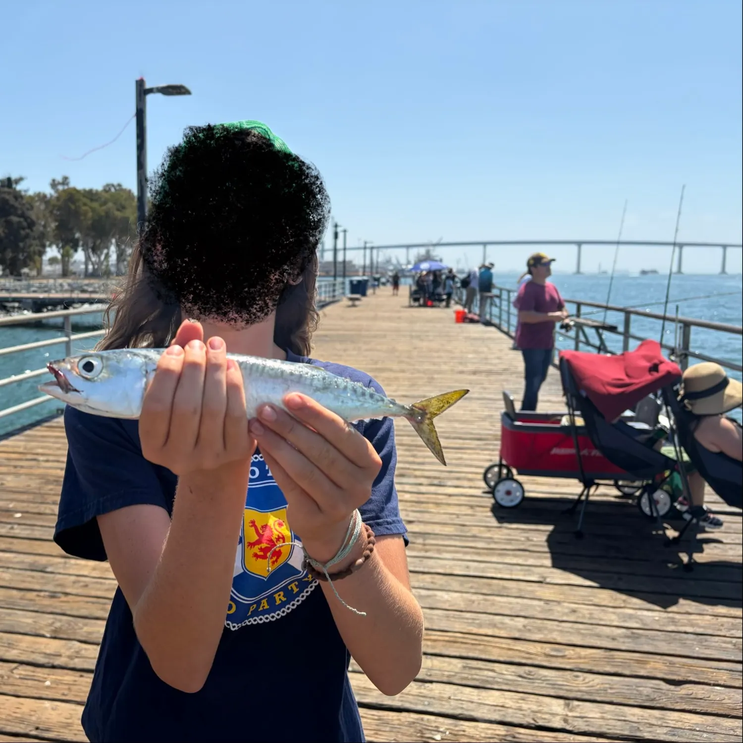 Pacific chub mackerel caught on Fishbrain