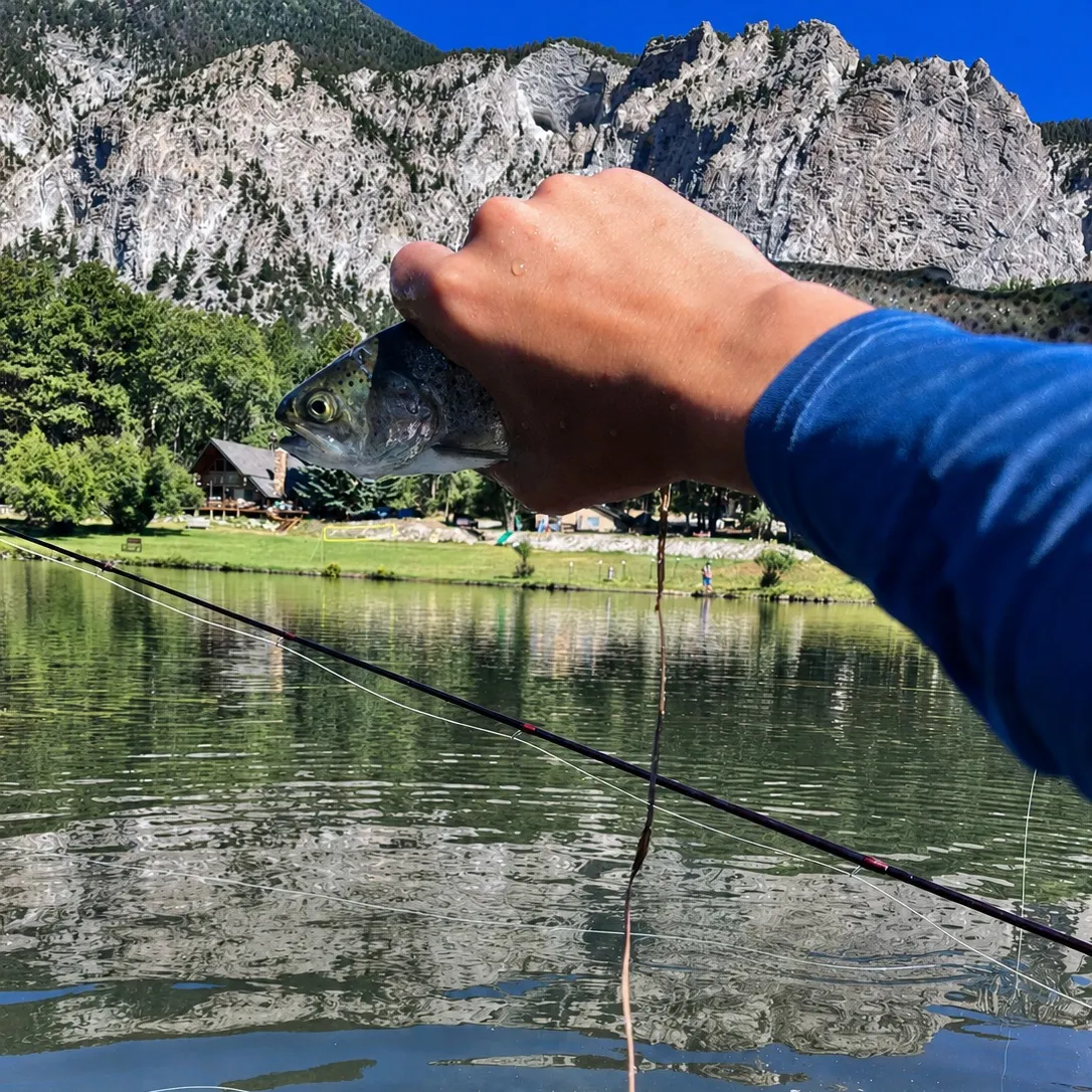 Rainbow trout caught on Fishbrain