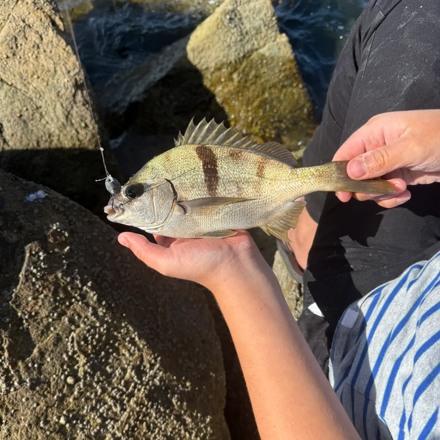 The most recent Sargo catches on Fishbrain