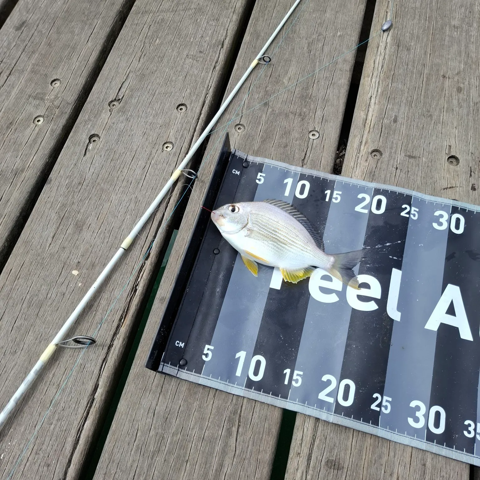 Fish caught on Fishbrain