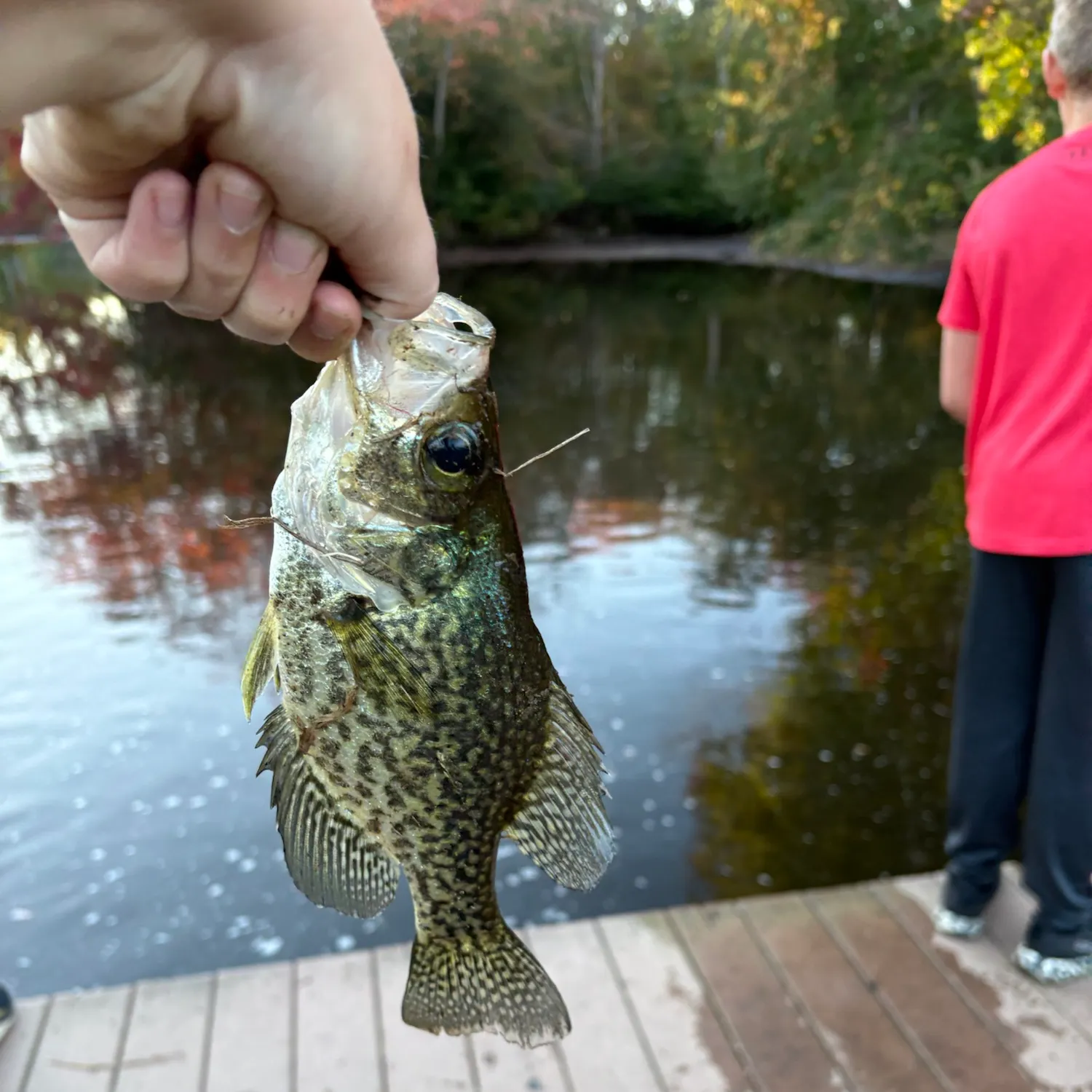 Black crappie caught on Fishbrain