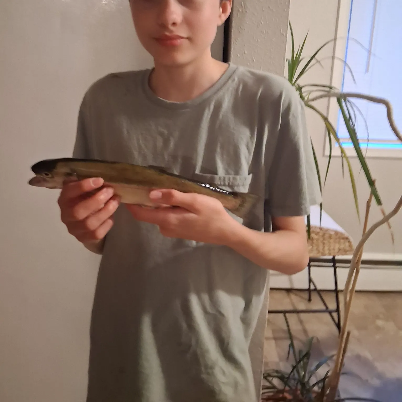 Rainbow trout caught on Fishbrain