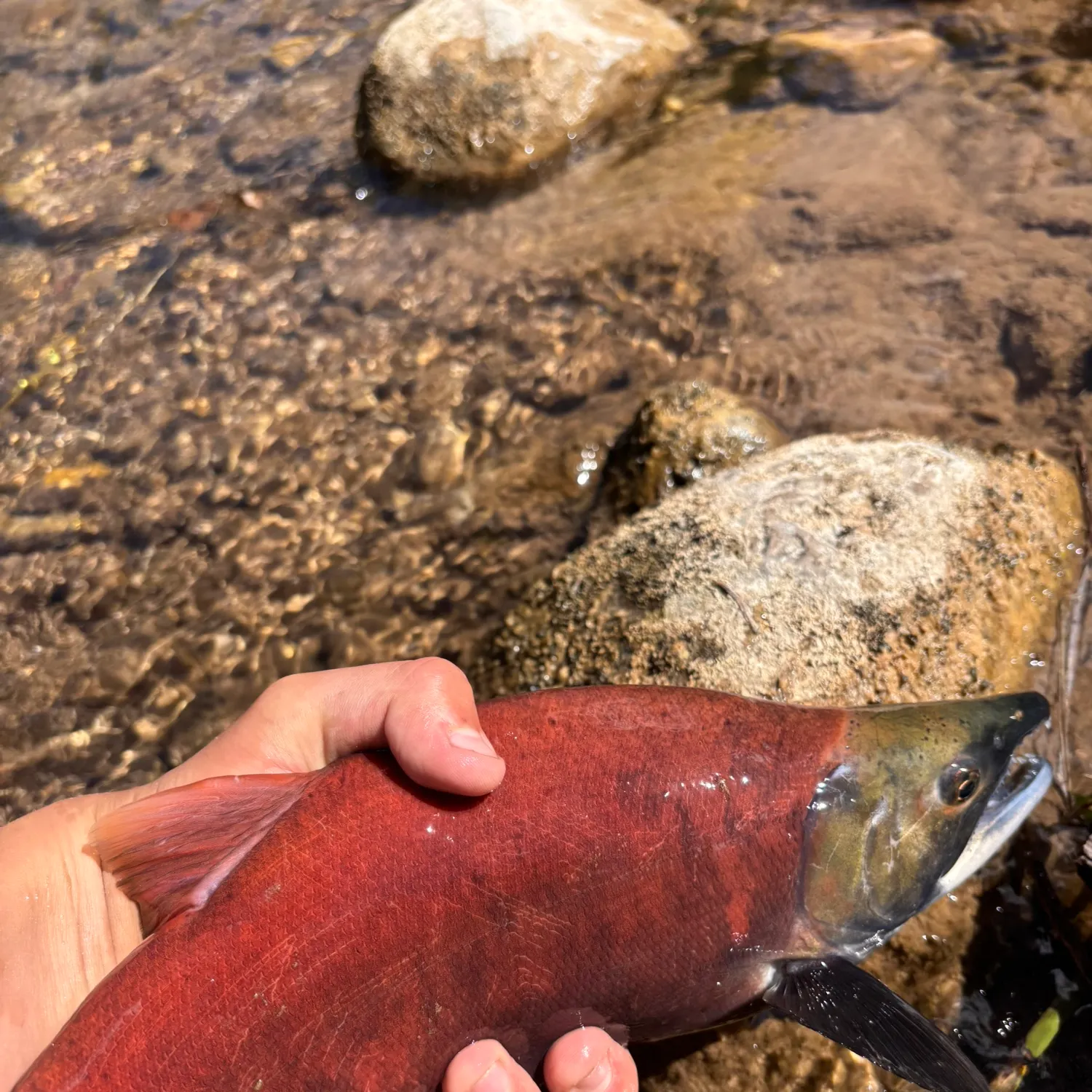 Kokanee salmon caught on Fishbrain