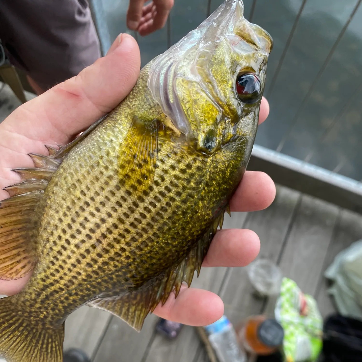 Rock bass caught on Fishbrain