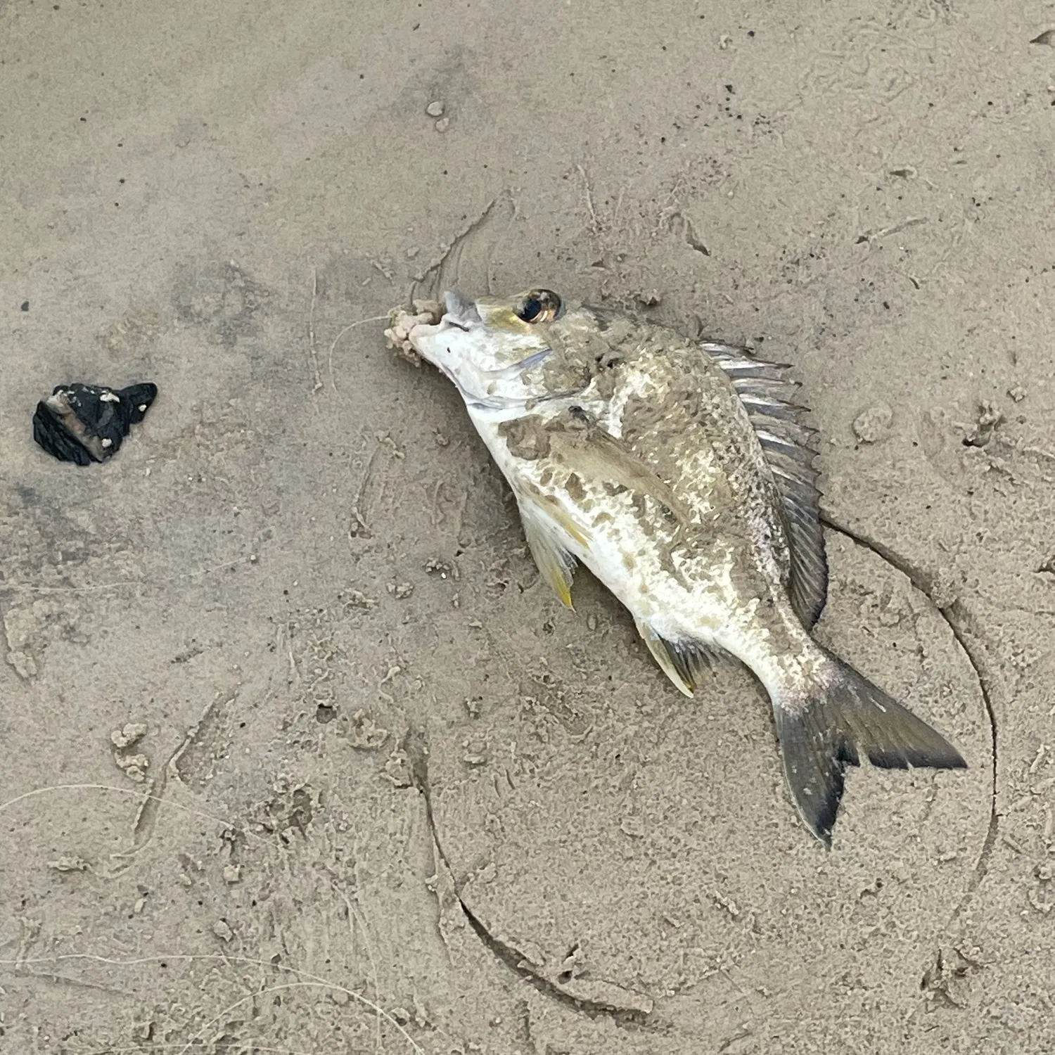 Surf bream caught on Fishbrain