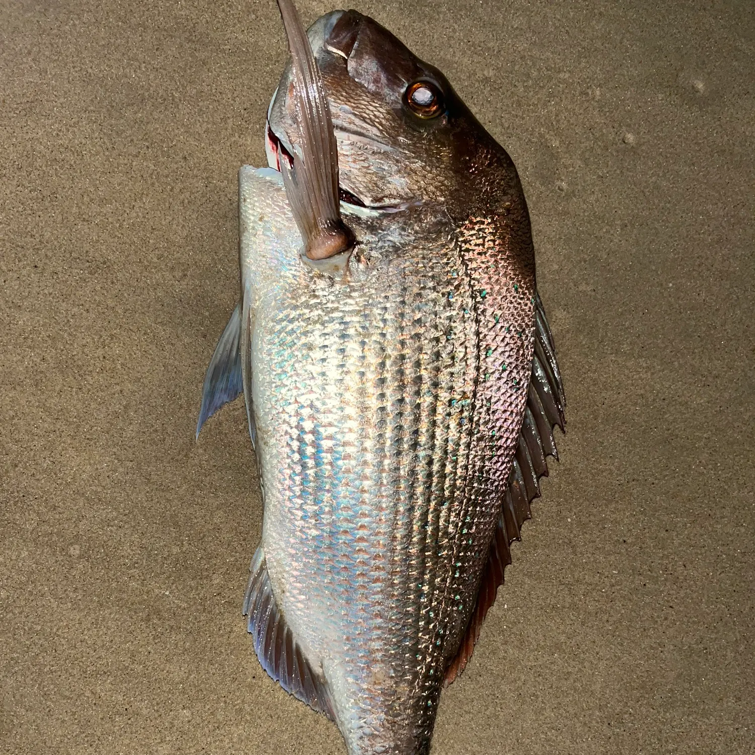 The most recent Australasian snapper catches on Fishbrain