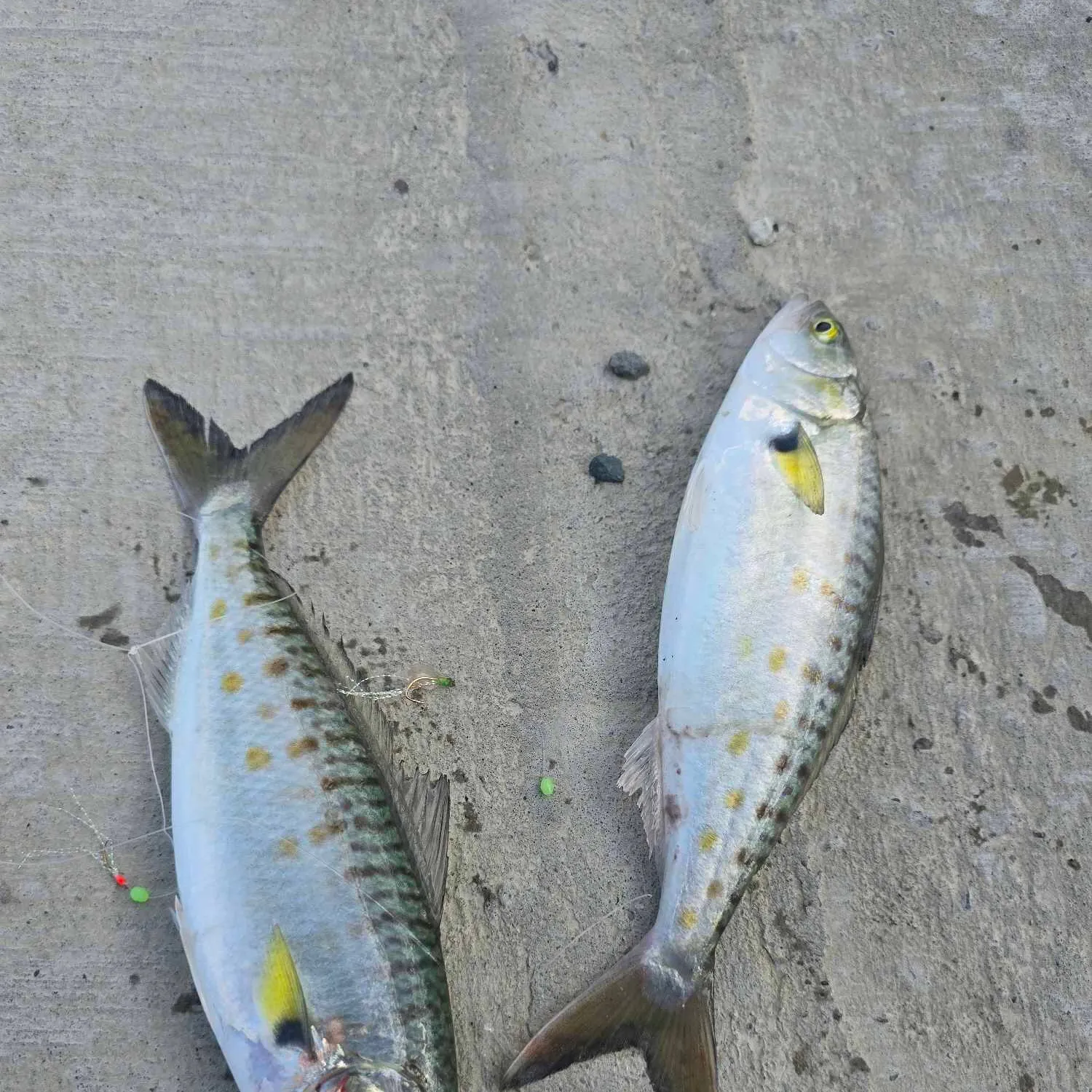 recently logged catches