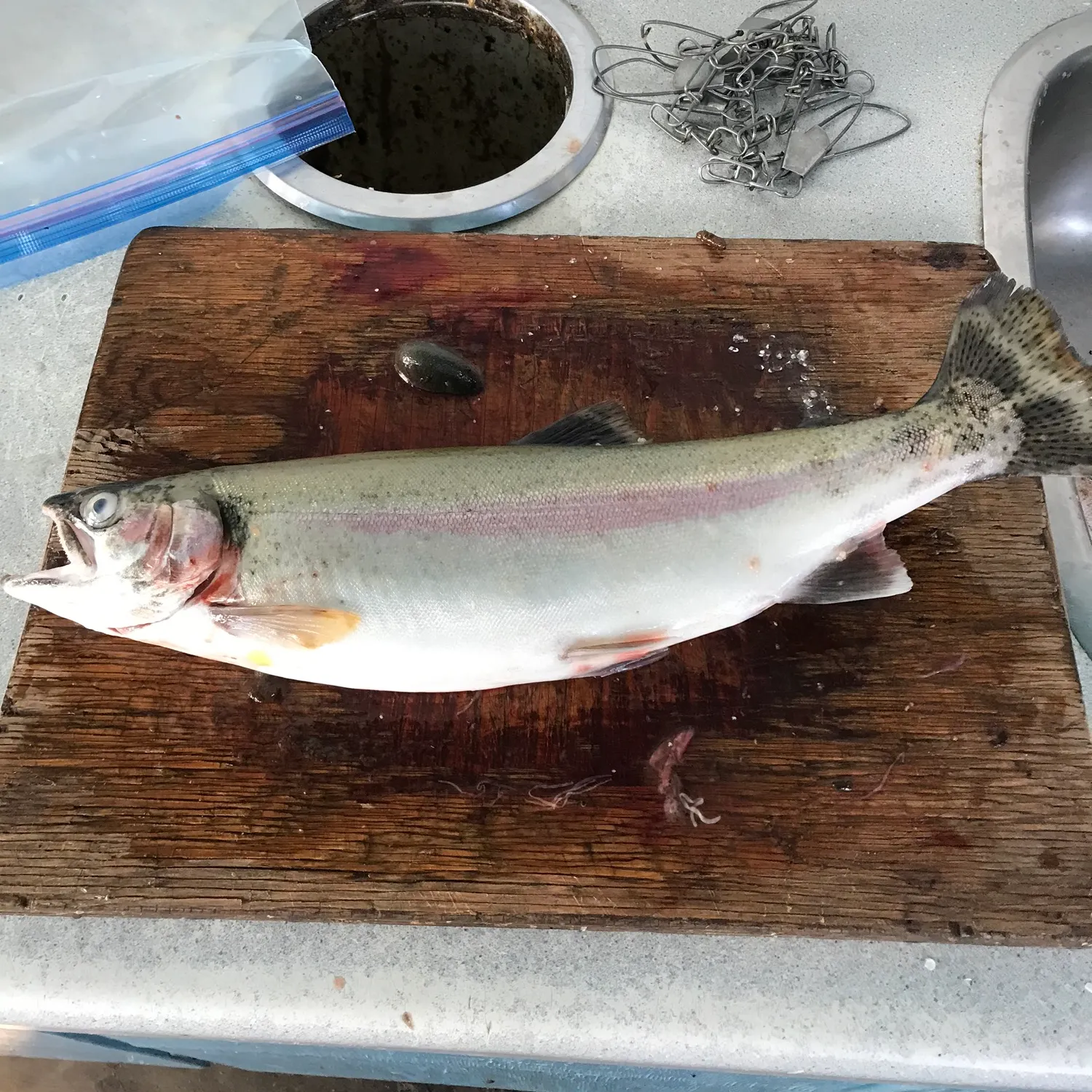 recently logged catches