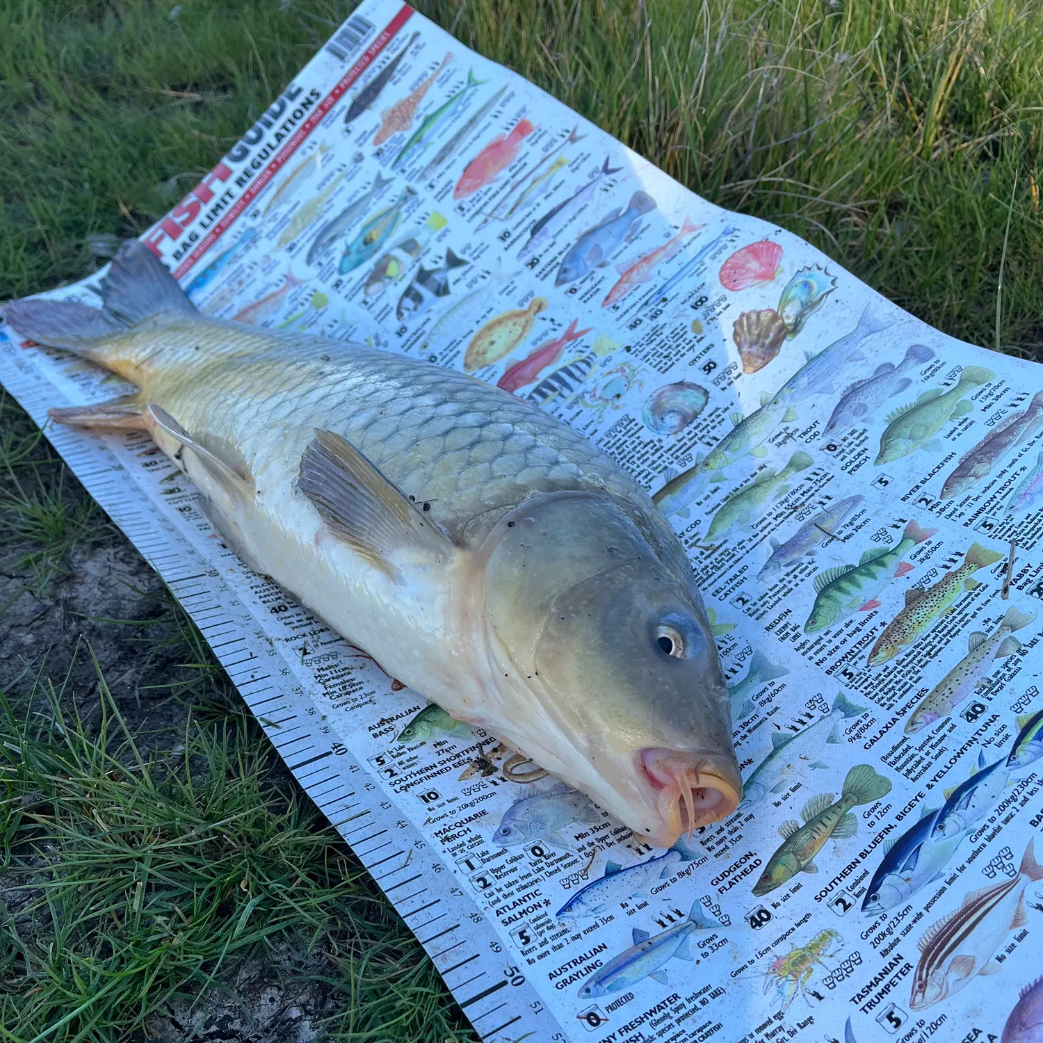 Common carp caught on Fishbrain