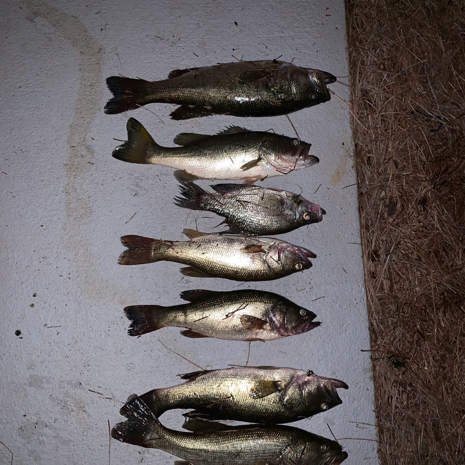 recently logged catches