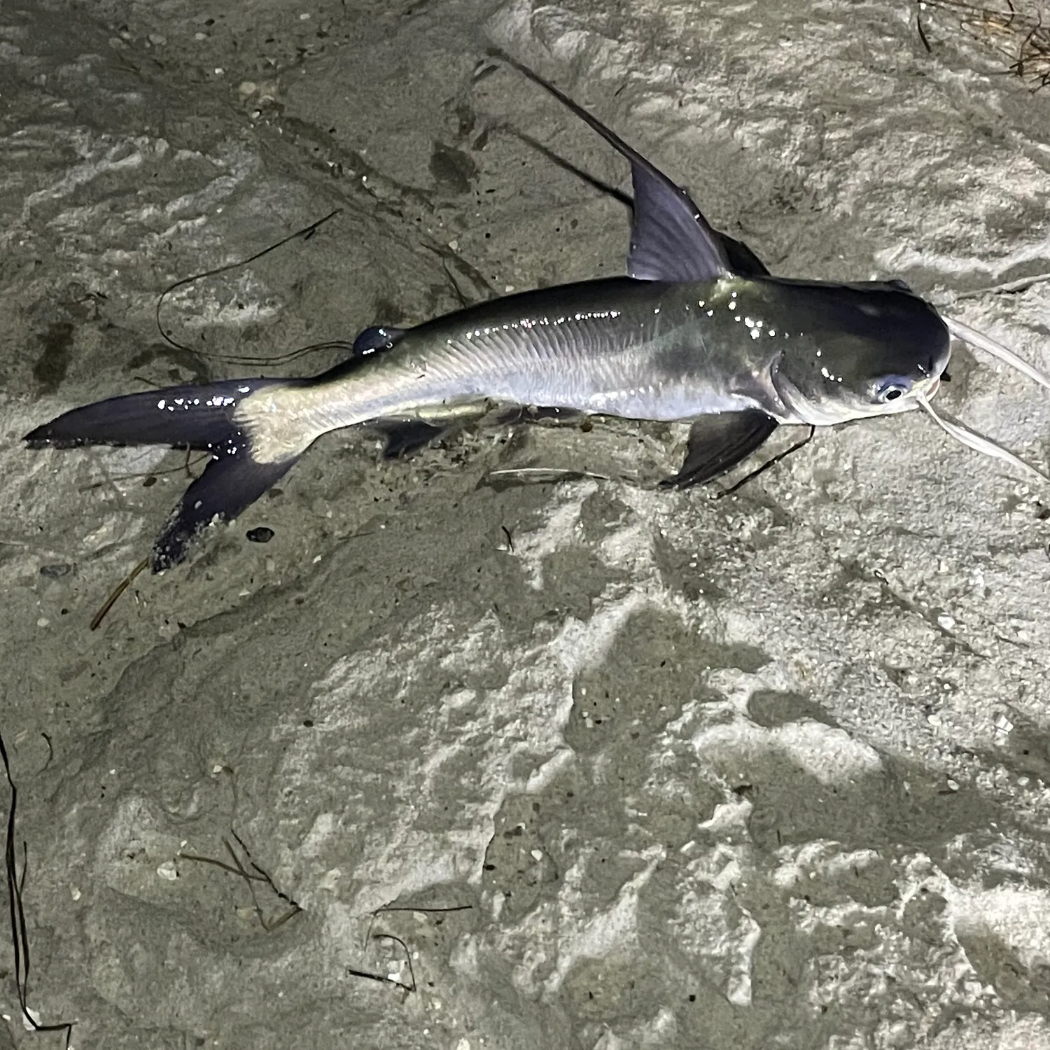 Gafftopsail sea catfish caught on Fishbrain
