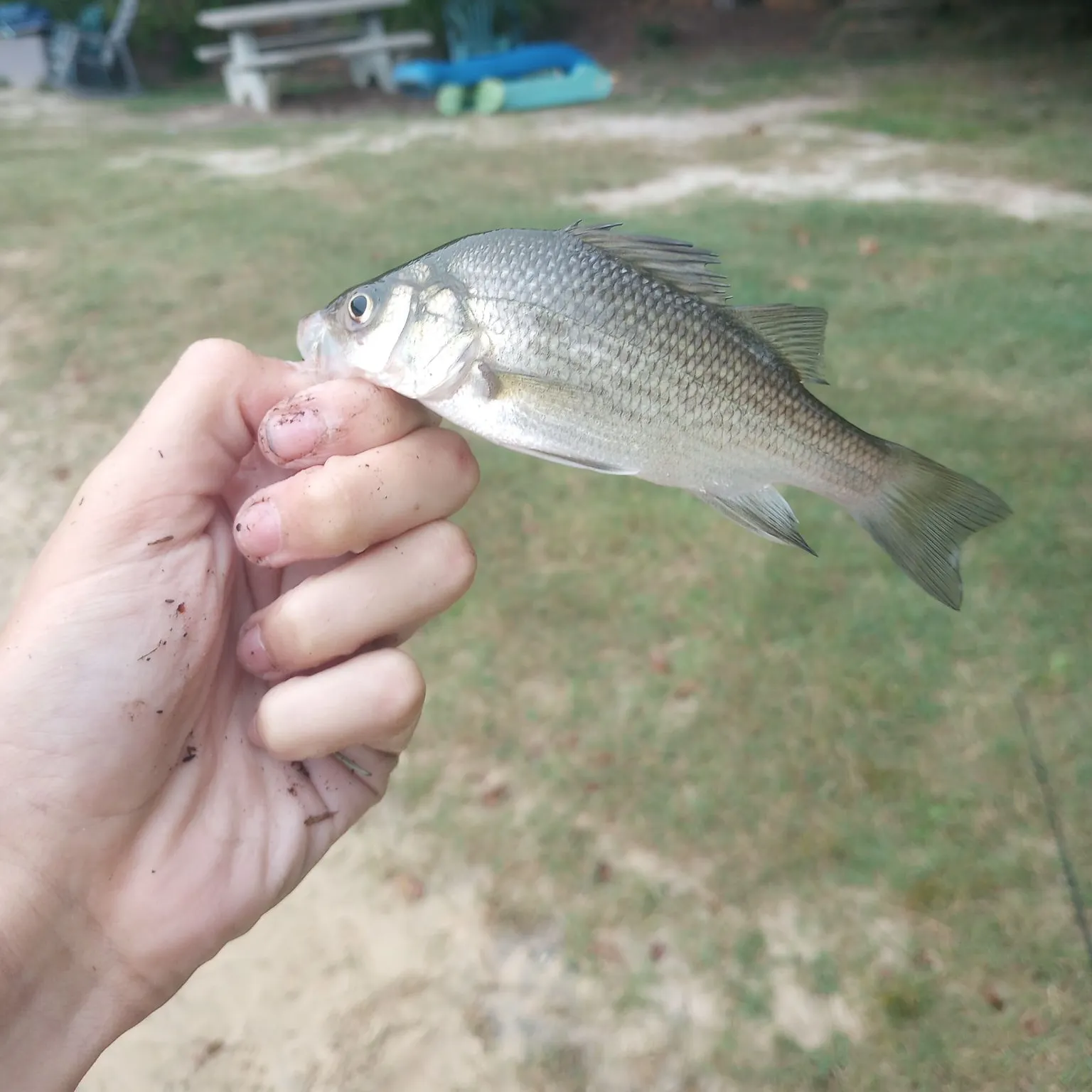 White perch caught on Fishbrain