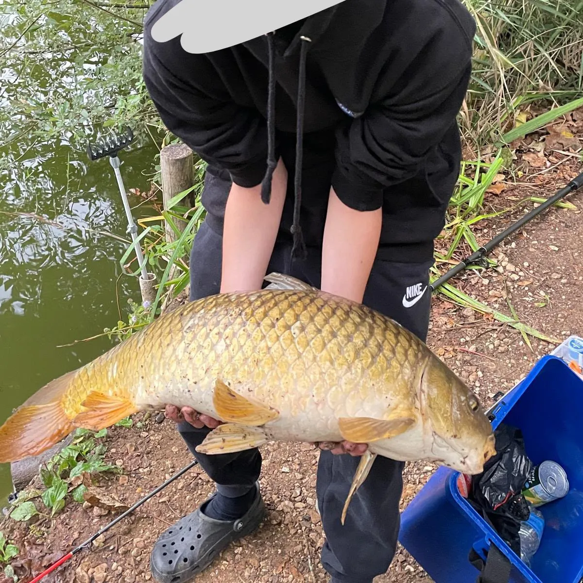 Common carp caught on Fishbrain