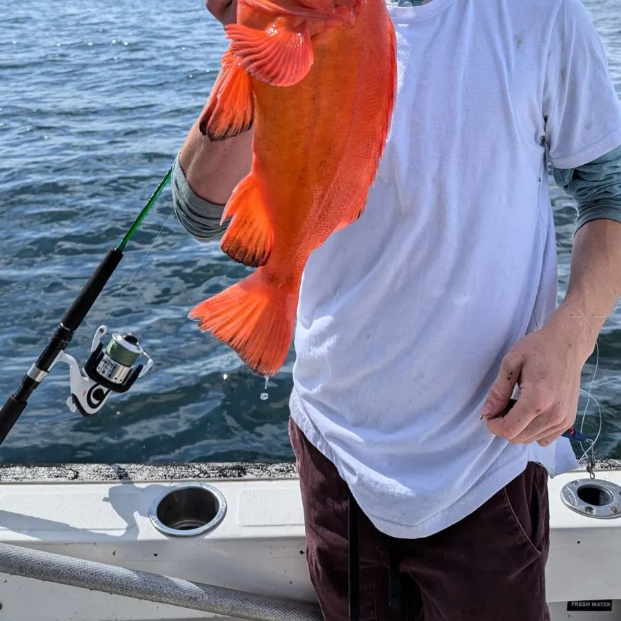 The most popular recent Yelloweye rockfish catch on Fishbrain