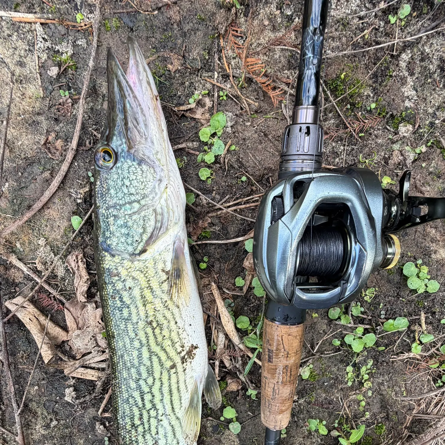 Chain pickerel caught on Fishbrain
