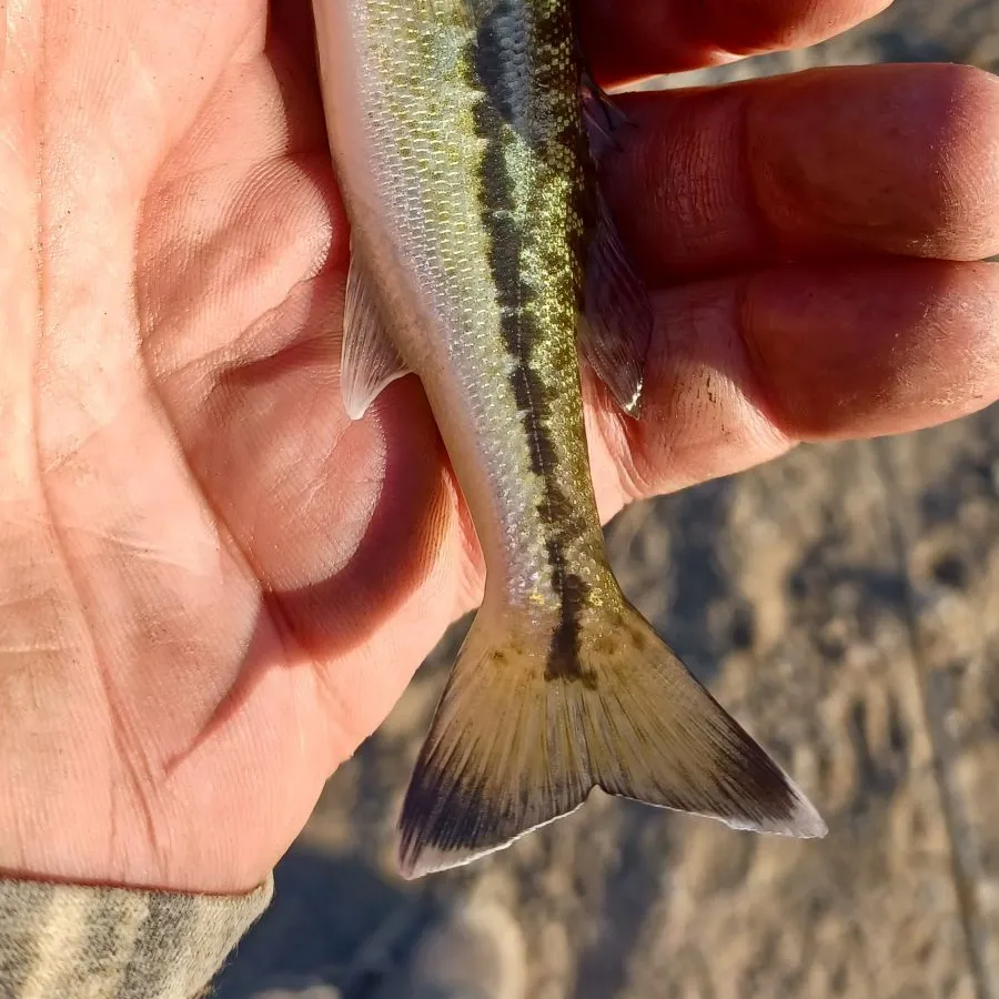 Spotted bass caught on Fishbrain