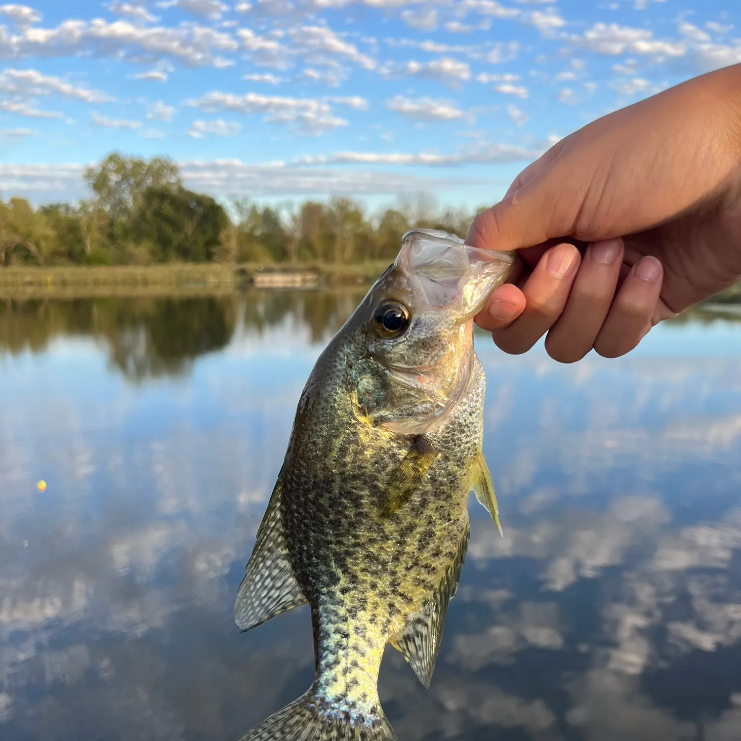 Black crappie caught on Fishbrain