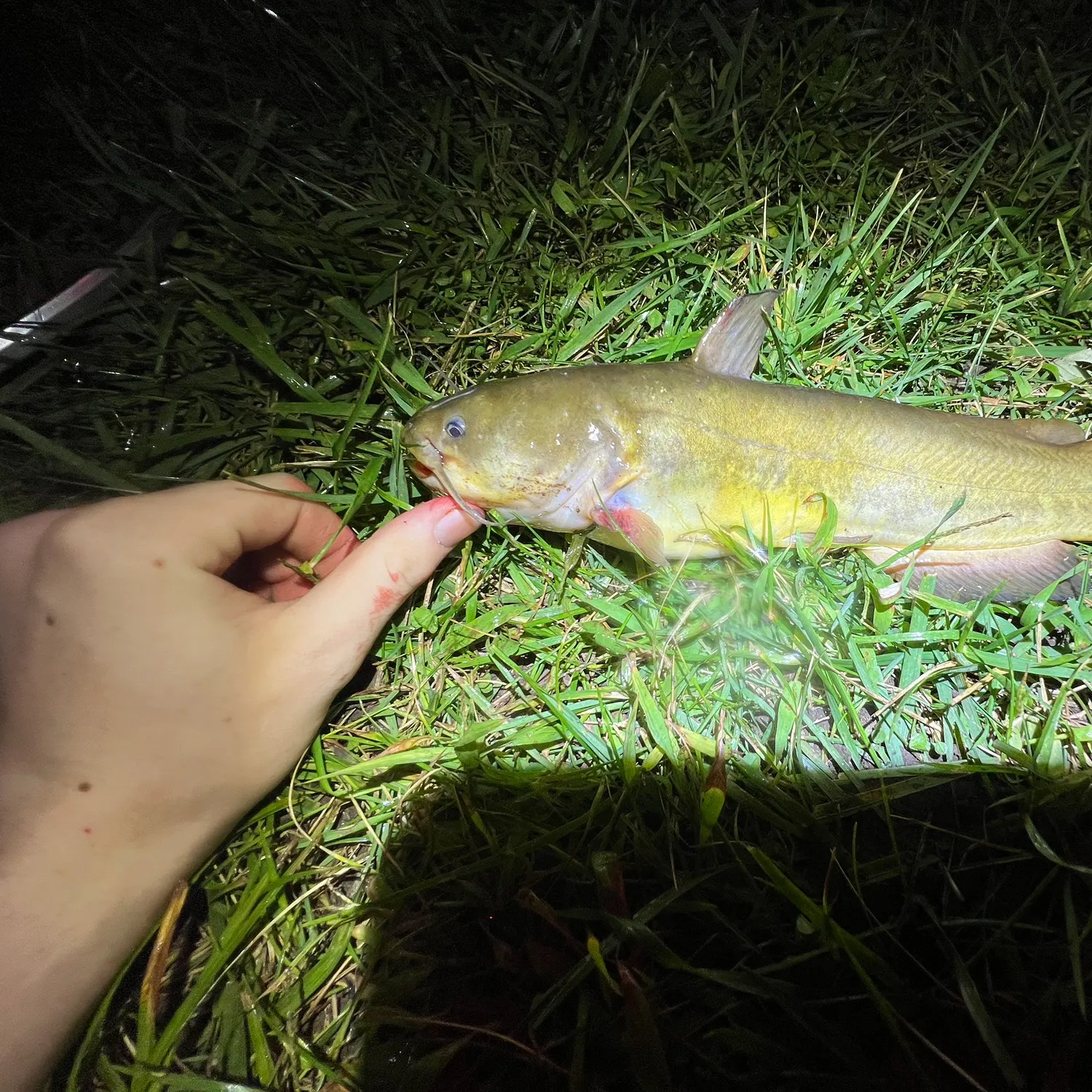 Yellow bullhead caught on Fishbrain