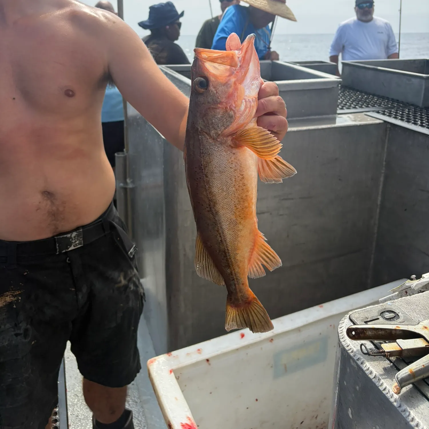 The most recent Bocaccio rockfish catches on Fishbrain