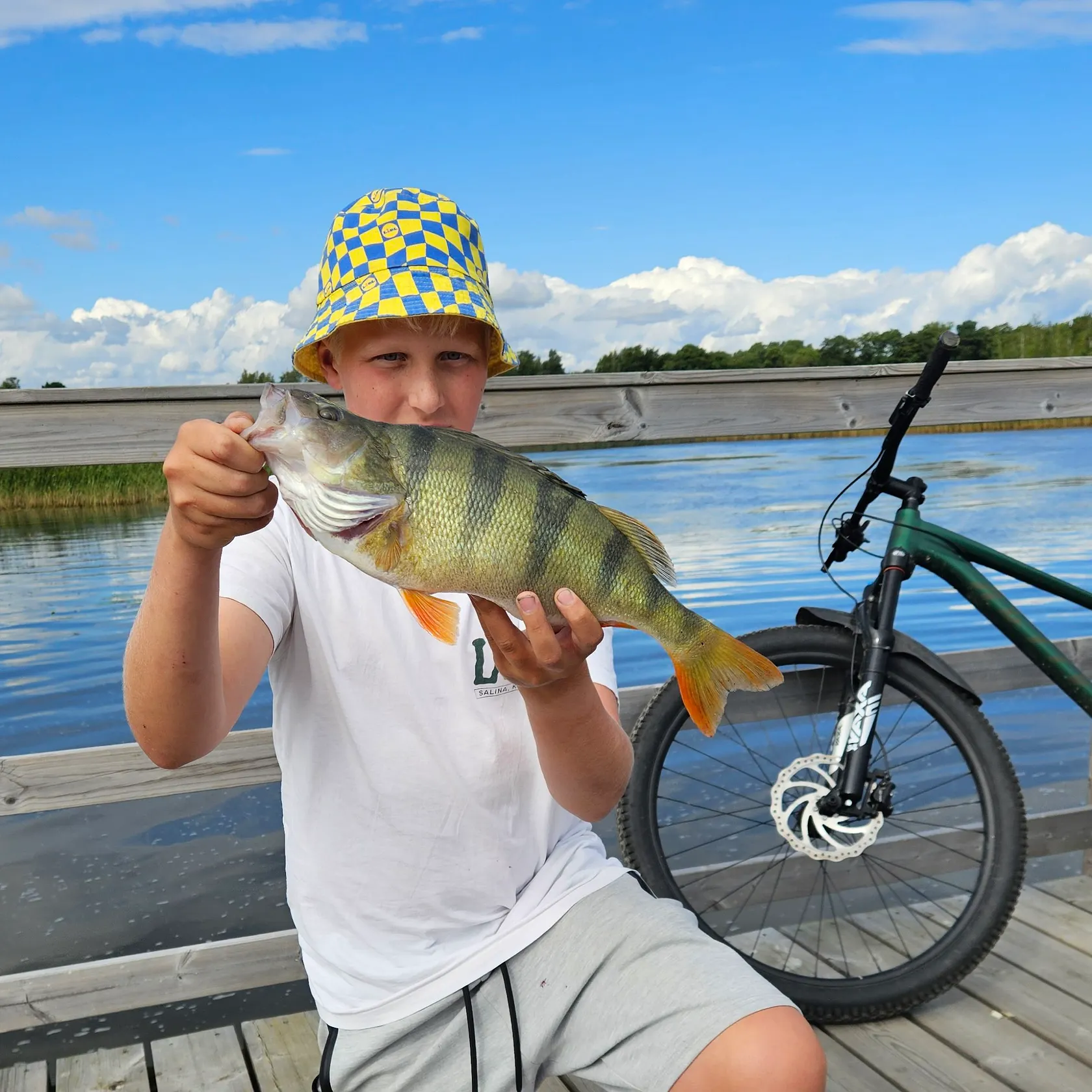 European perch caught on Fishbrain