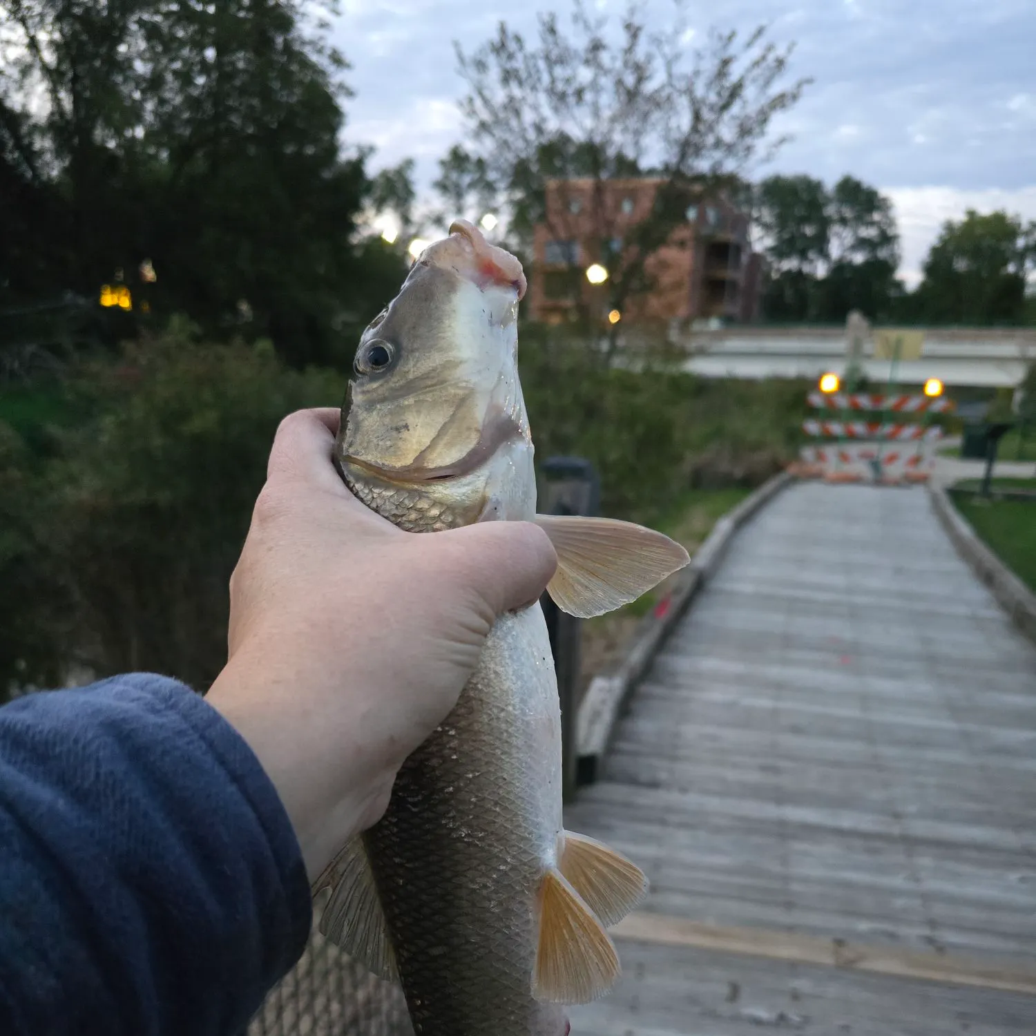 White sucker caught on Fishbrain