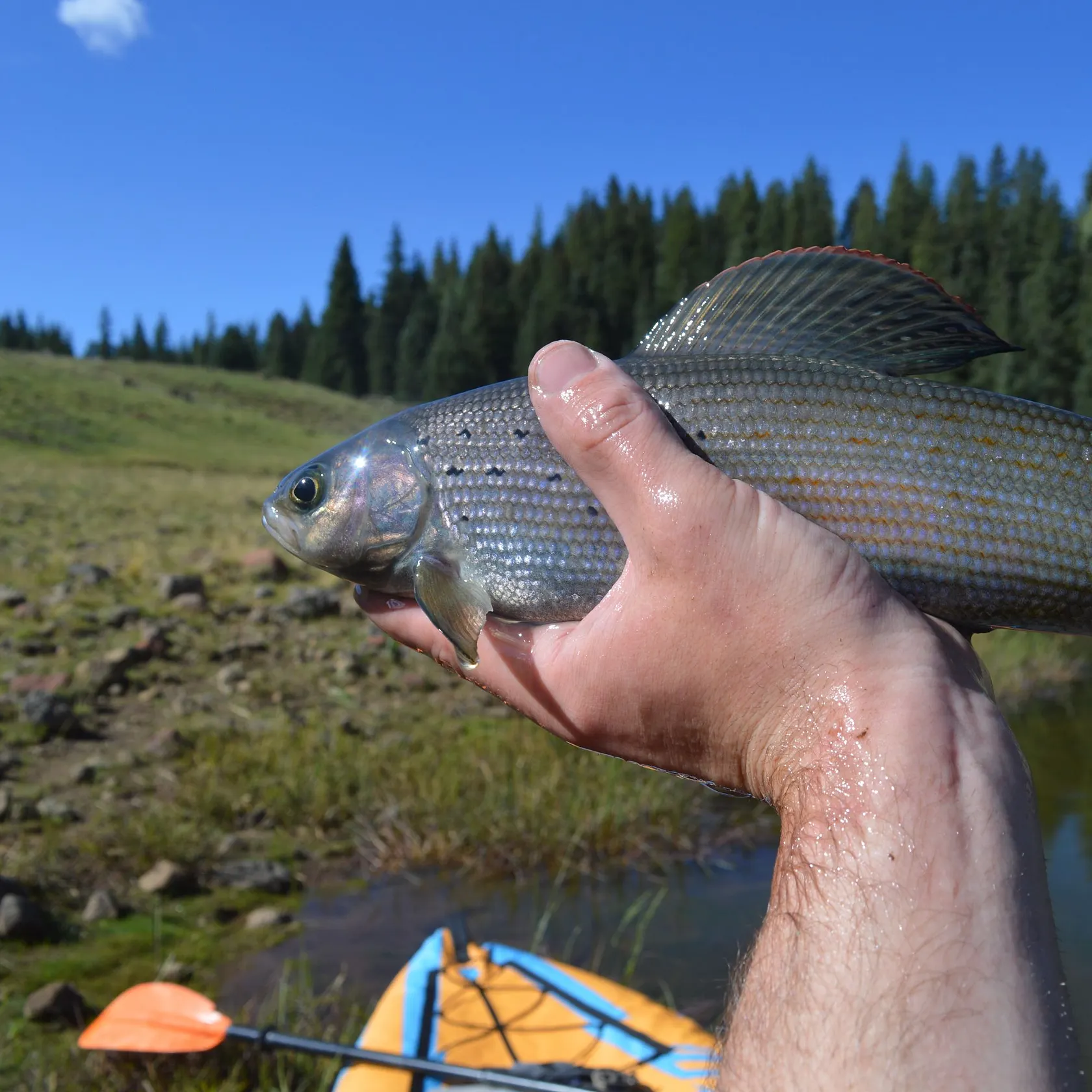 Arctic grayling caught on Fishbrain