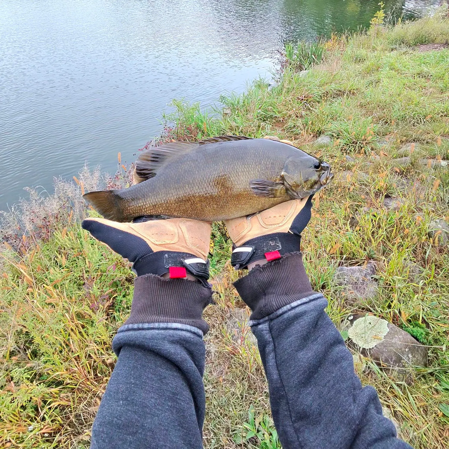 Smallmouth bass caught on Fishbrain