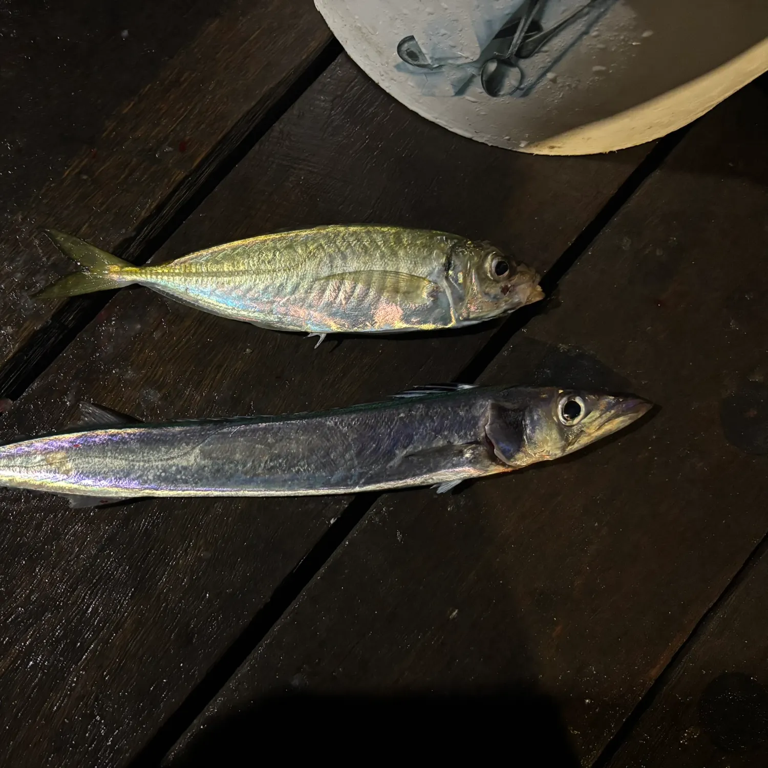 The most recent Snoek catches on Fishbrain