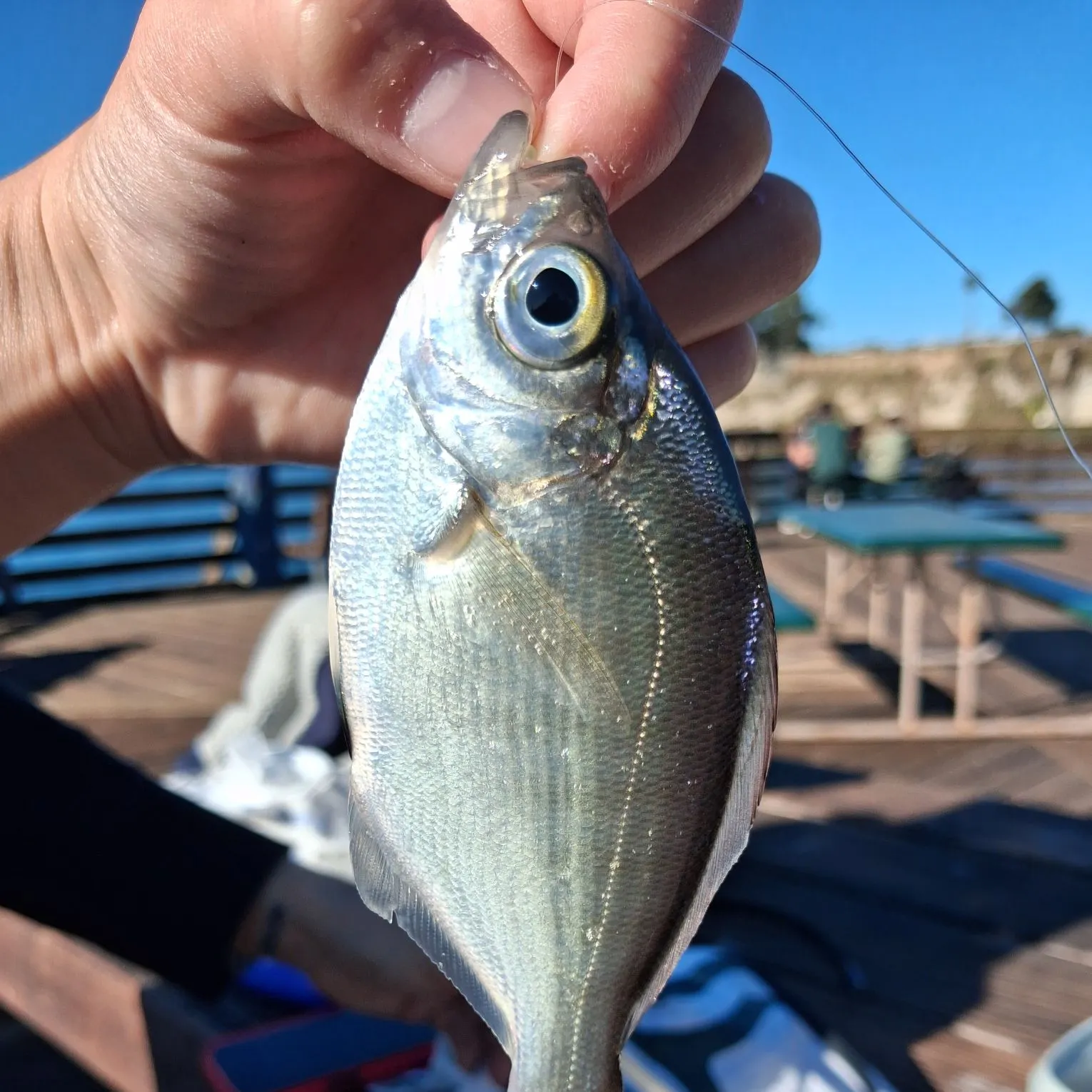 The most recent Walleye surfperch catches on Fishbrain