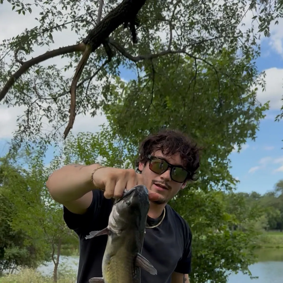 Channel catfish caught on Fishbrain