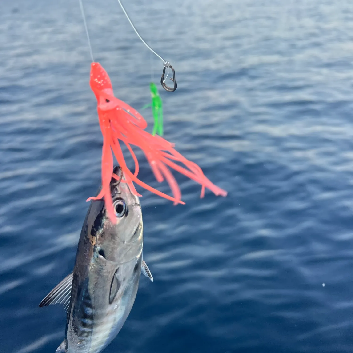 The most recent Bullet tuna catches on Fishbrain
