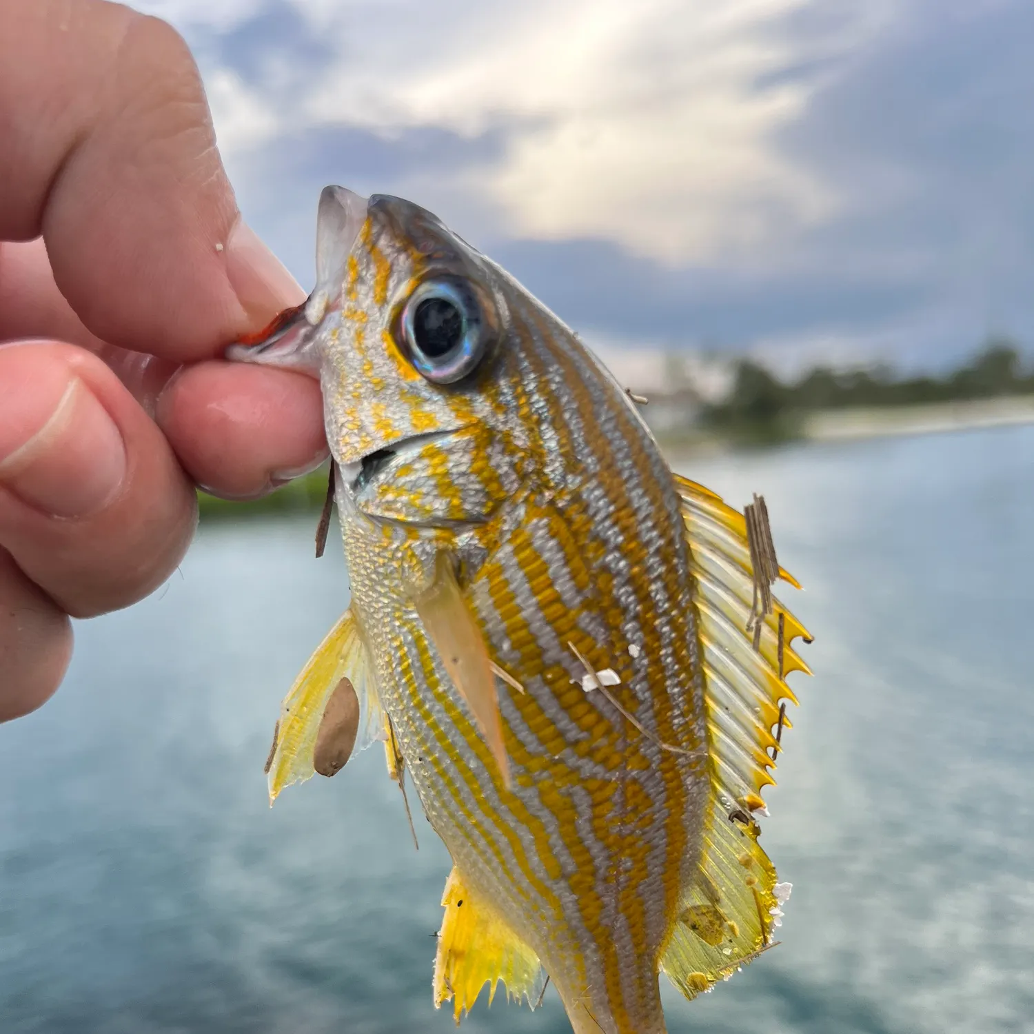 The most recent French grunt catches on Fishbrain