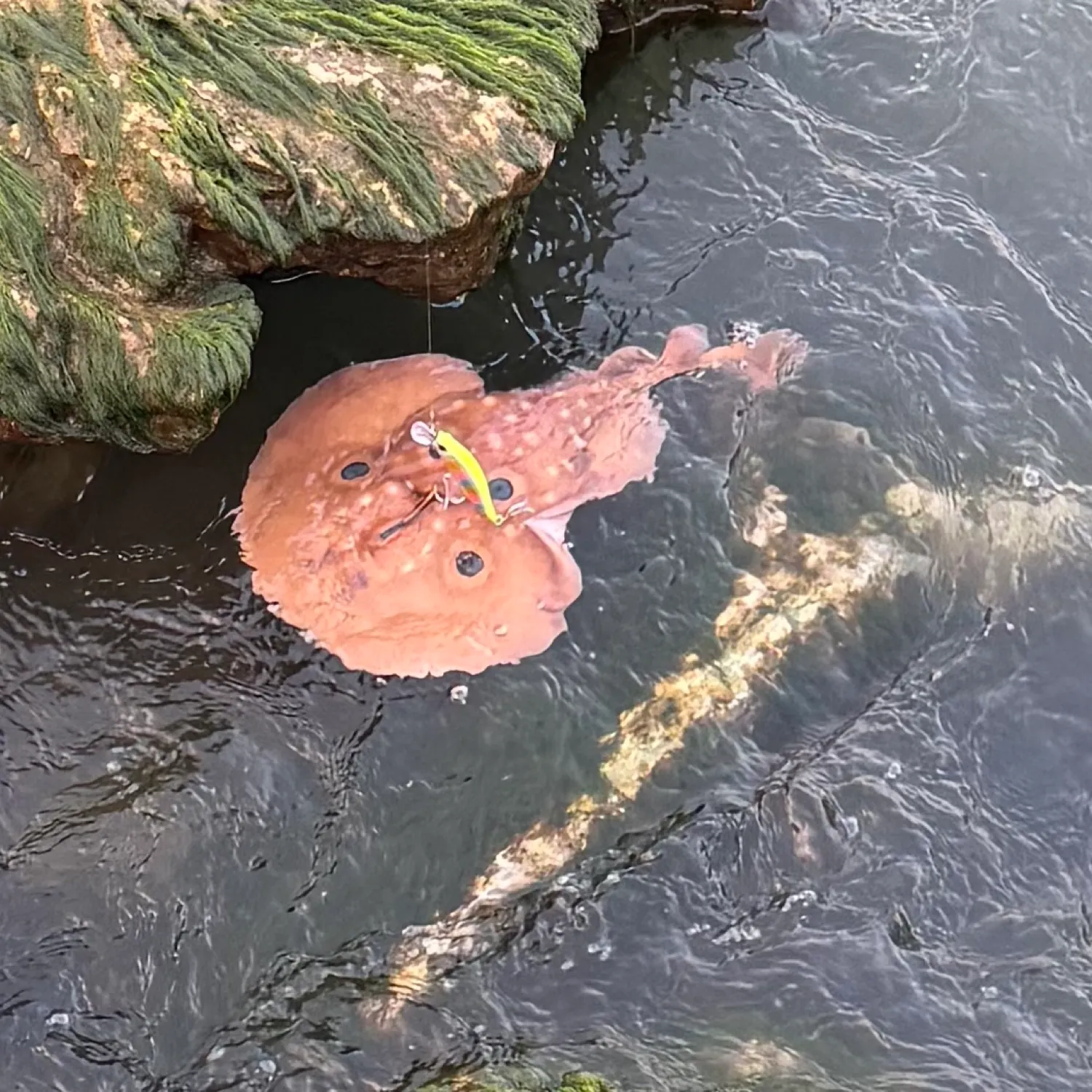 The most recent Variable torpedo ray catches on Fishbrain