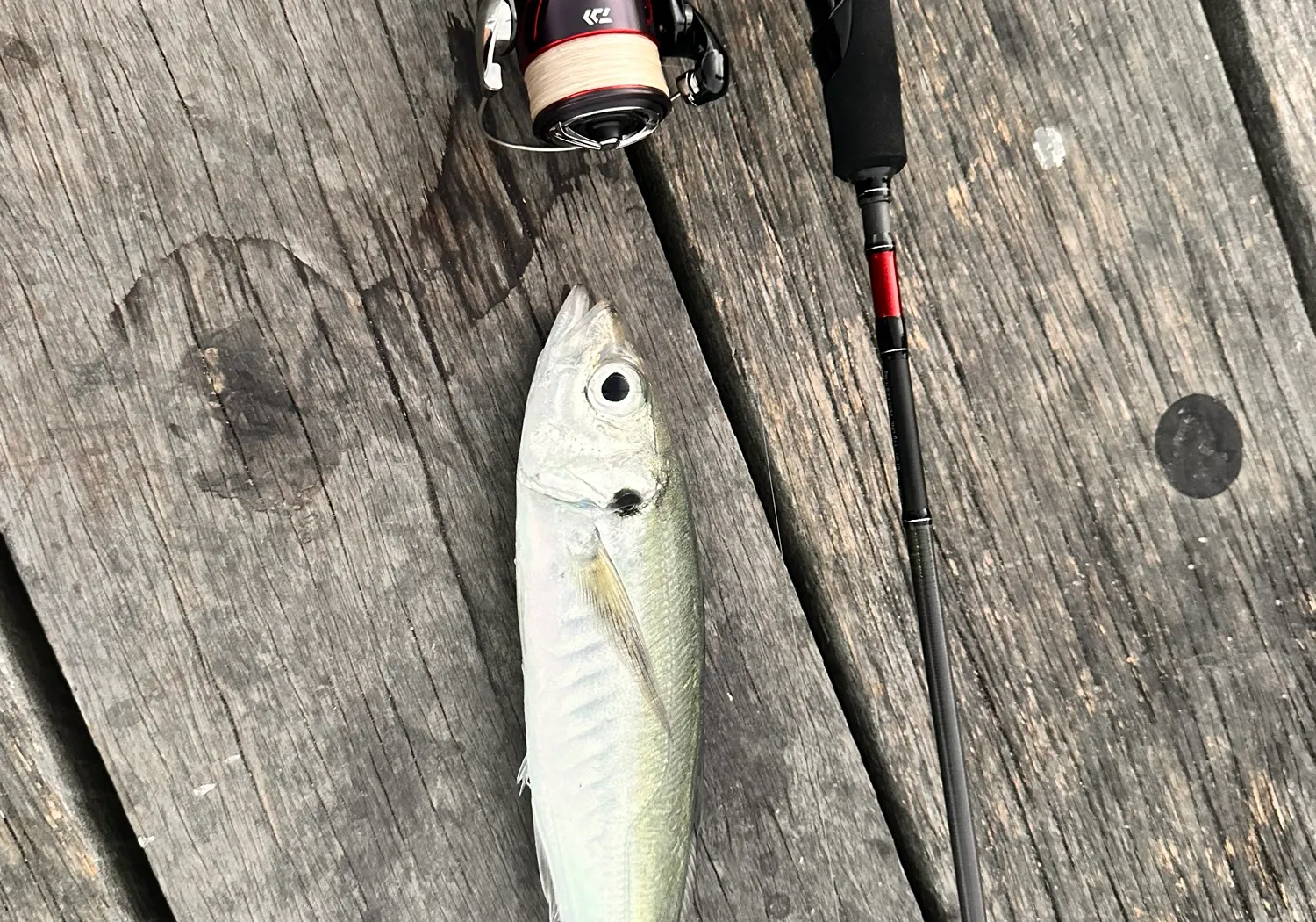 Greenback horse mackerel