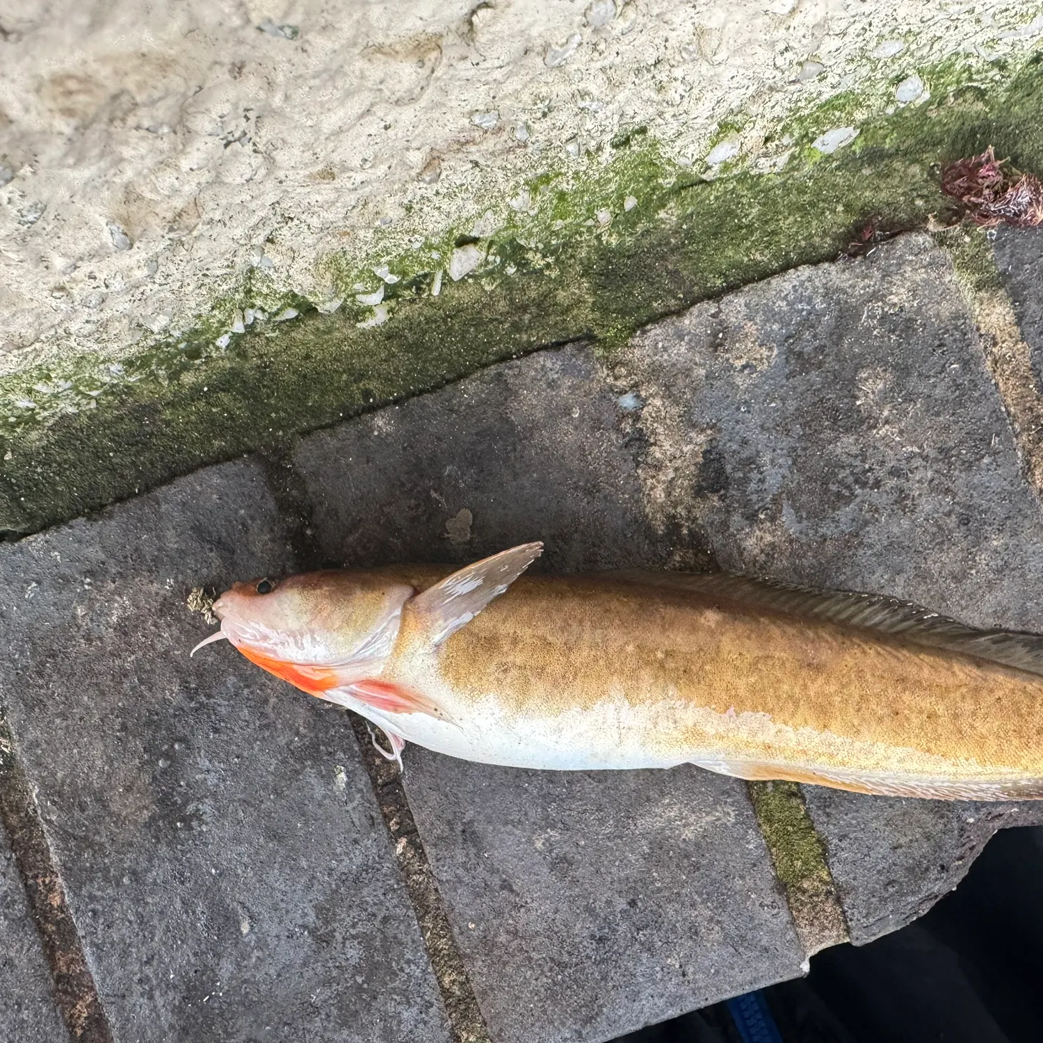 The most recent Fourbeard rockling catches on Fishbrain