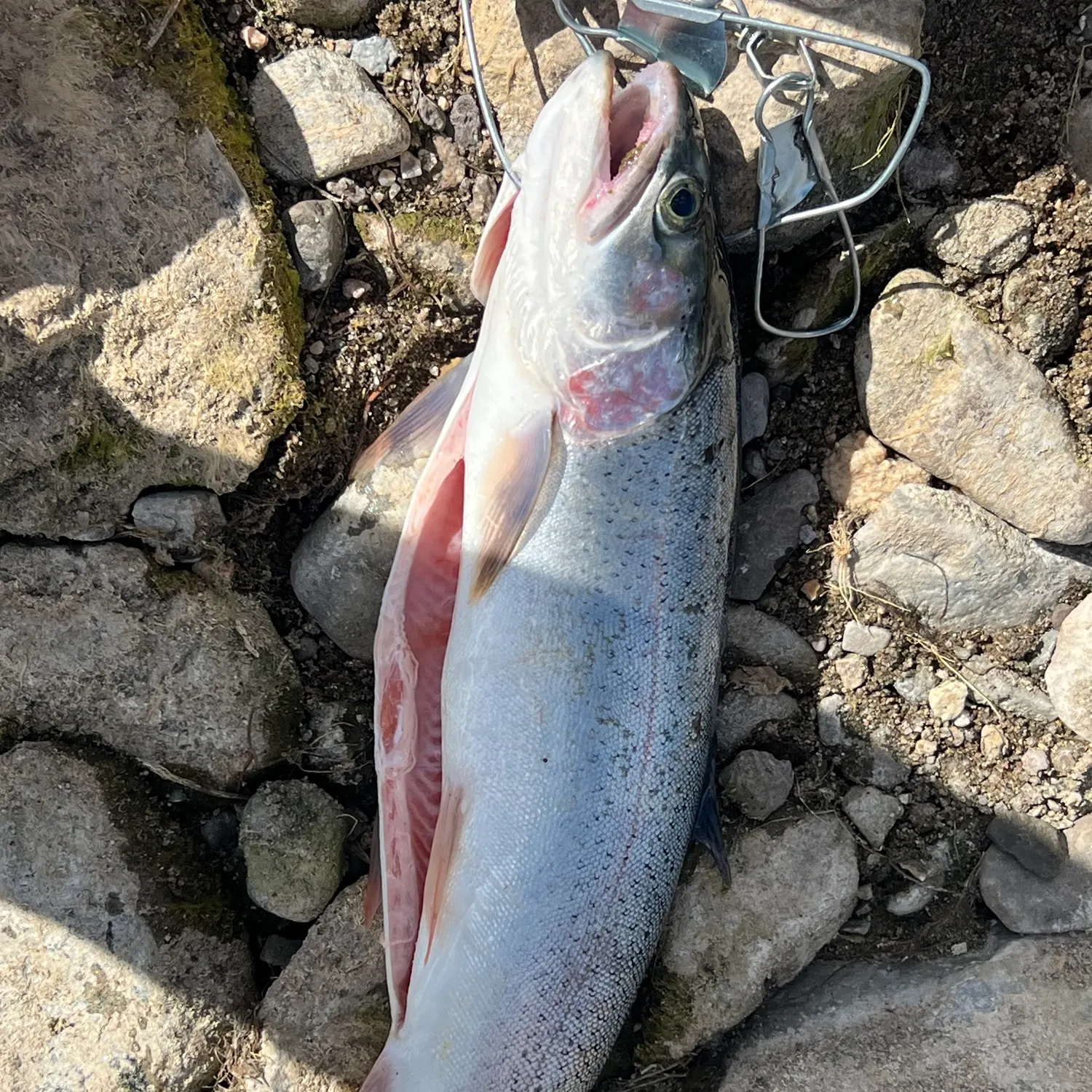 Rainbow trout caught on Fishbrain