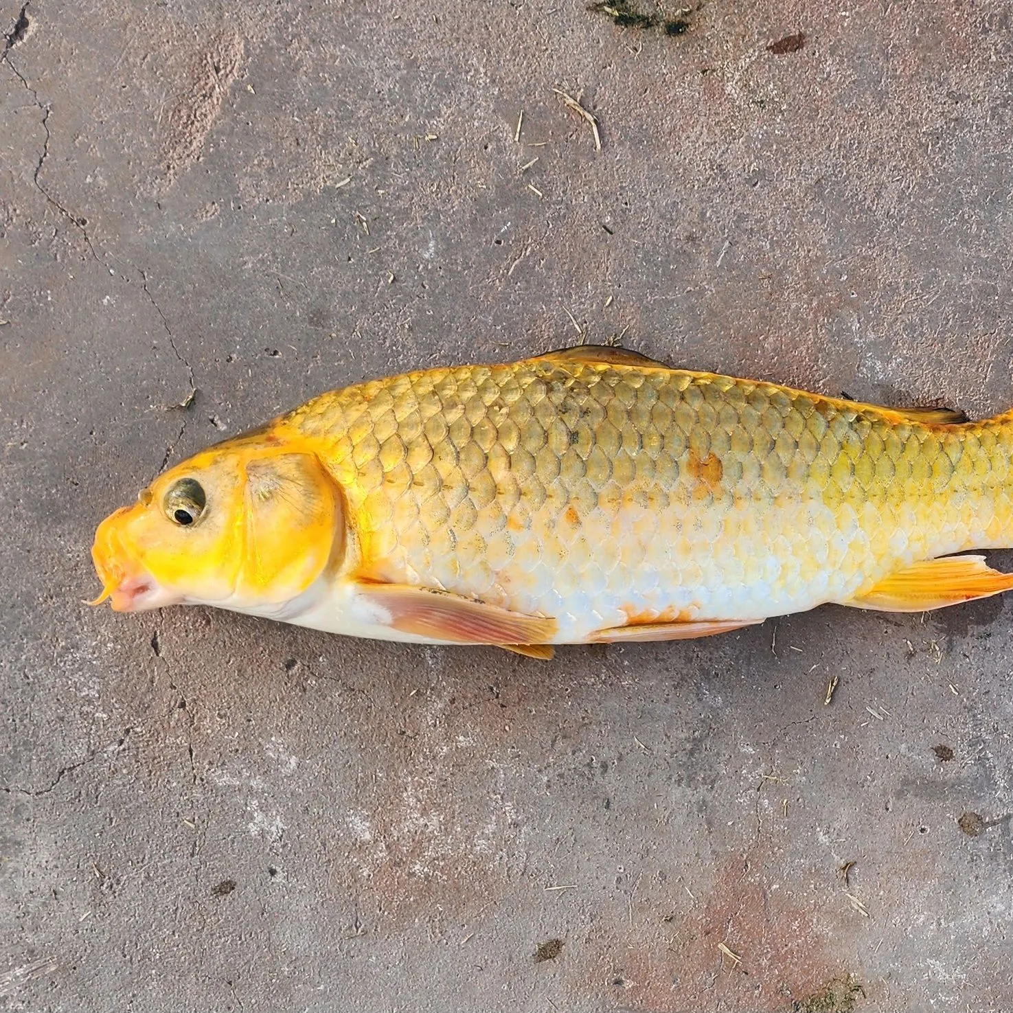 The most recent Koi carp catches on Fishbrain