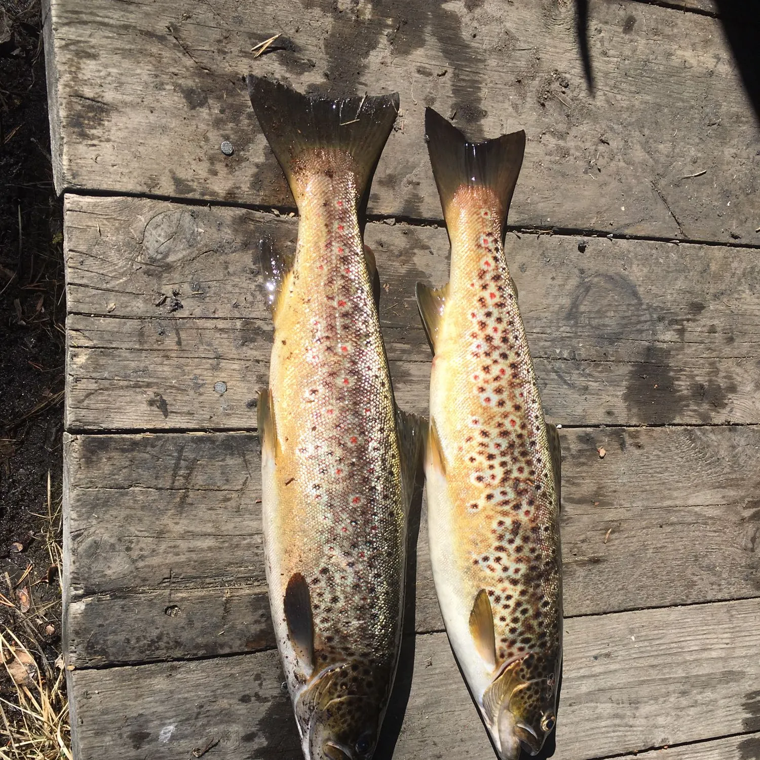 recently logged catches