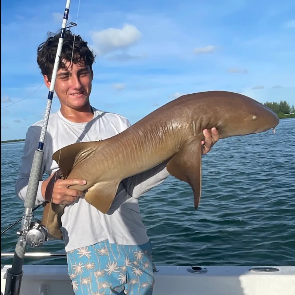 Nurse shark caught on Fishbrain