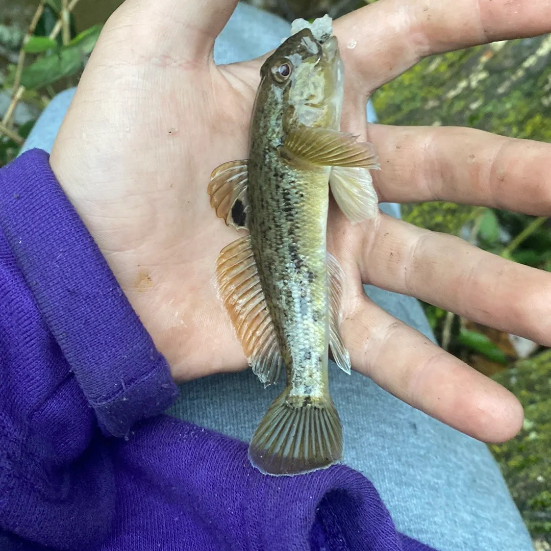Round goby caught on Fishbrain