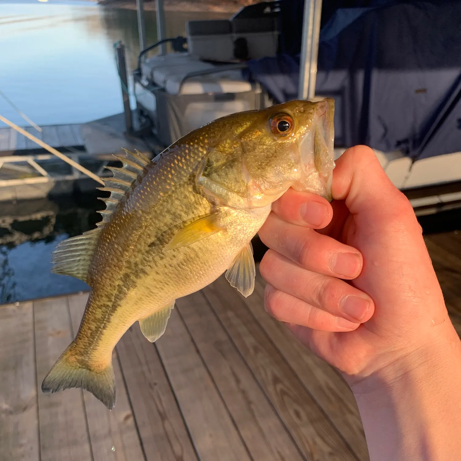 The most recent Redeye bass catches on Fishbrain
