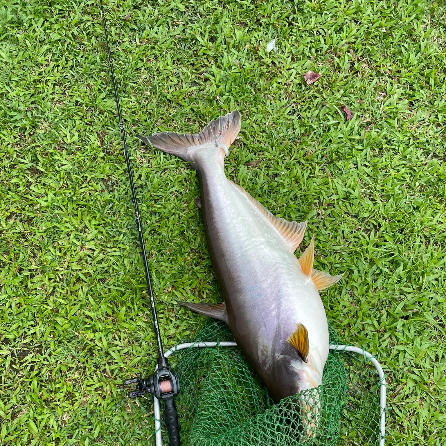 The most recent Yellowtail catfish catches on Fishbrain