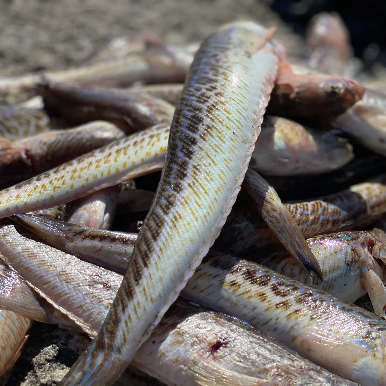 recently logged catches