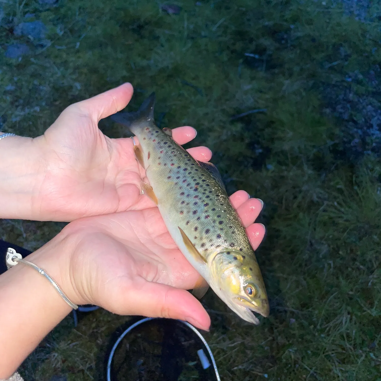 The most recent Lake trout catches on Fishbrain
