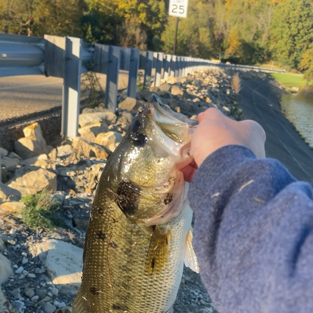 Largemouth bass caught on Fishbrain