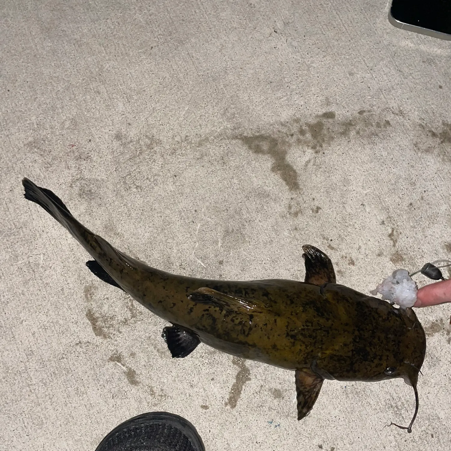 Flathead catfish caught on Fishbrain