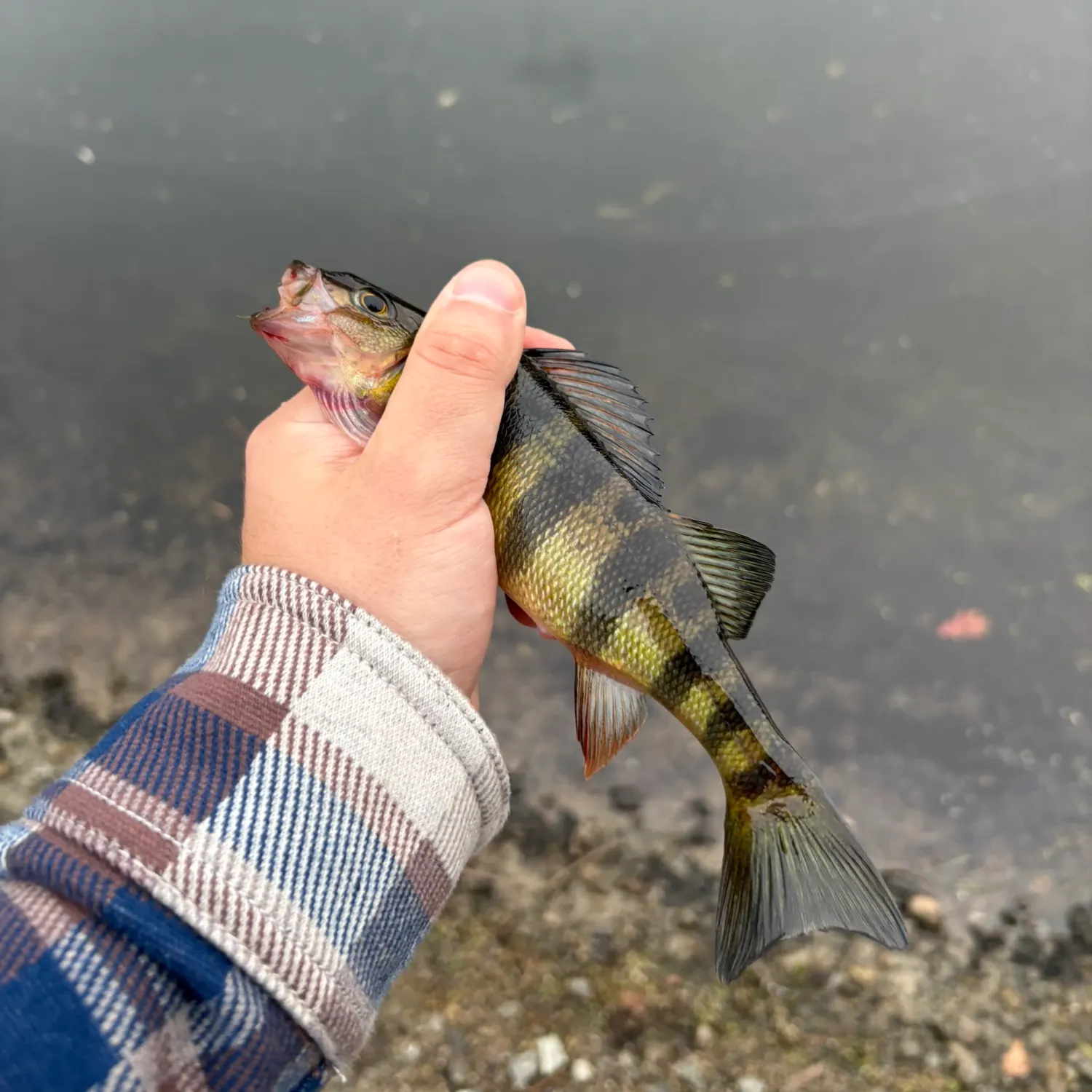 Yellow perch caught on Fishbrain